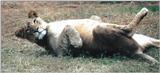Re: More big cats from the Nairobi animal orphanage