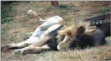 Re: More big cats from the Nairobi animal orphanage