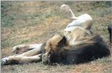 Re: More big cats from the Nairobi animal orphanage