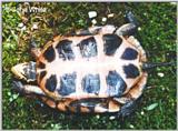 Re: REQ pics of Soft-shell or Spotted Turtles