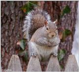 squirrel