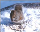 Gray Squirrel #3