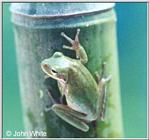Squirrel Treefrog (Hyla squirrela)