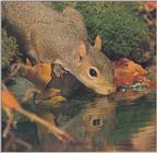 squirrel