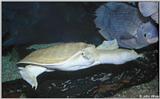 Softshell Turtle #1