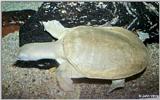 Softshell Turtle #2