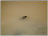 Snapping Turtle - Phinizy Swamp, Augusta, GA - st01.jpg
