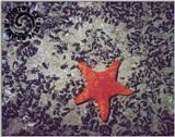 Underwater Photos - seastar - starfish norlunga night.jpg [01/01]