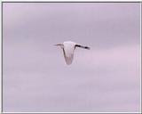 Stork - Magnolia Plantation near Charleston, SC - stork01.jpg