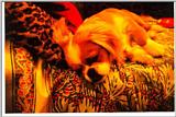 The most beautiful dog in the group