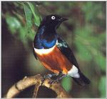 Superb Starling