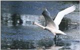 swan 45.4k jpg