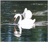 swan2 37k jpg
