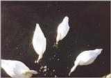 Watch Hill, RI: swans1.jpg