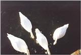 Watch Hill, RI: swans2.jpg