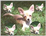 Chihuahua Puppy (jpg)