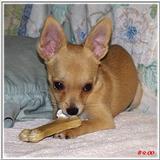 Sweety has a new bone! (1) (jpg)