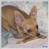 Sweetie has a new bone! (2) (jpg)