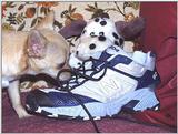 Leave my shoes alone! (jpg) (dog)