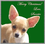 From Sweetie the Chihuahua