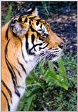 Another Tiger