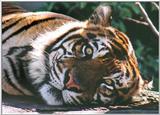 Last Tiger