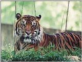 Tired Tiger #1