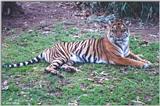 Tiger #1