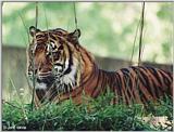 Tired Tiger #2