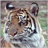 Tiger #2
