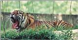 Tired Tiger #3