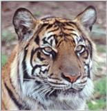 Tiger #3