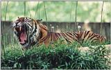 Tired Tiger #4