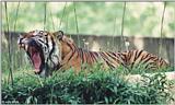 Tired Tiger #5
