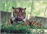 Tired Tiger #6