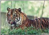 Tired Tiger #7 (last one)