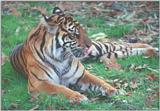 Tiger Tongue
