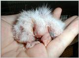 Very Young Cockatiels