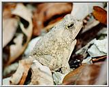 White Toad - southern Ohio - toad.jpg