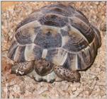 Greek Tortoise