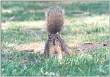 Grey Squirrel 69kb jpg