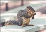 Grey Squirrel 70kb jpg