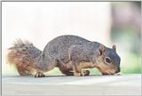 Grey Squirrel 73kb jpg