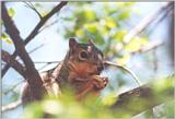 Grey Squirrel 85kb jpg