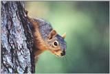 Western Grey Squirrel 42kb