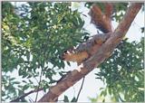 Western Grey Squirrel 59kb jpg