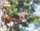 Grey Squirrel 63k jpg