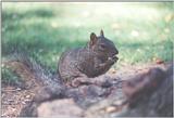 Grey Squirrel 73k jpg