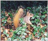 Grey Squirrel 53k jpg