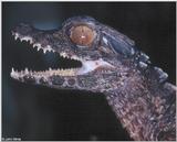 Schneider's Dwarf Caiman (Paleosuchus trigonatus) 2